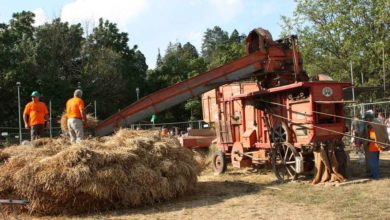 Nell’ultimo decennio è scomparso un campo di grano su cinque