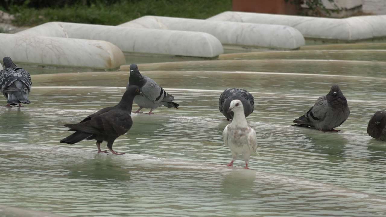 piccioni nella fontana